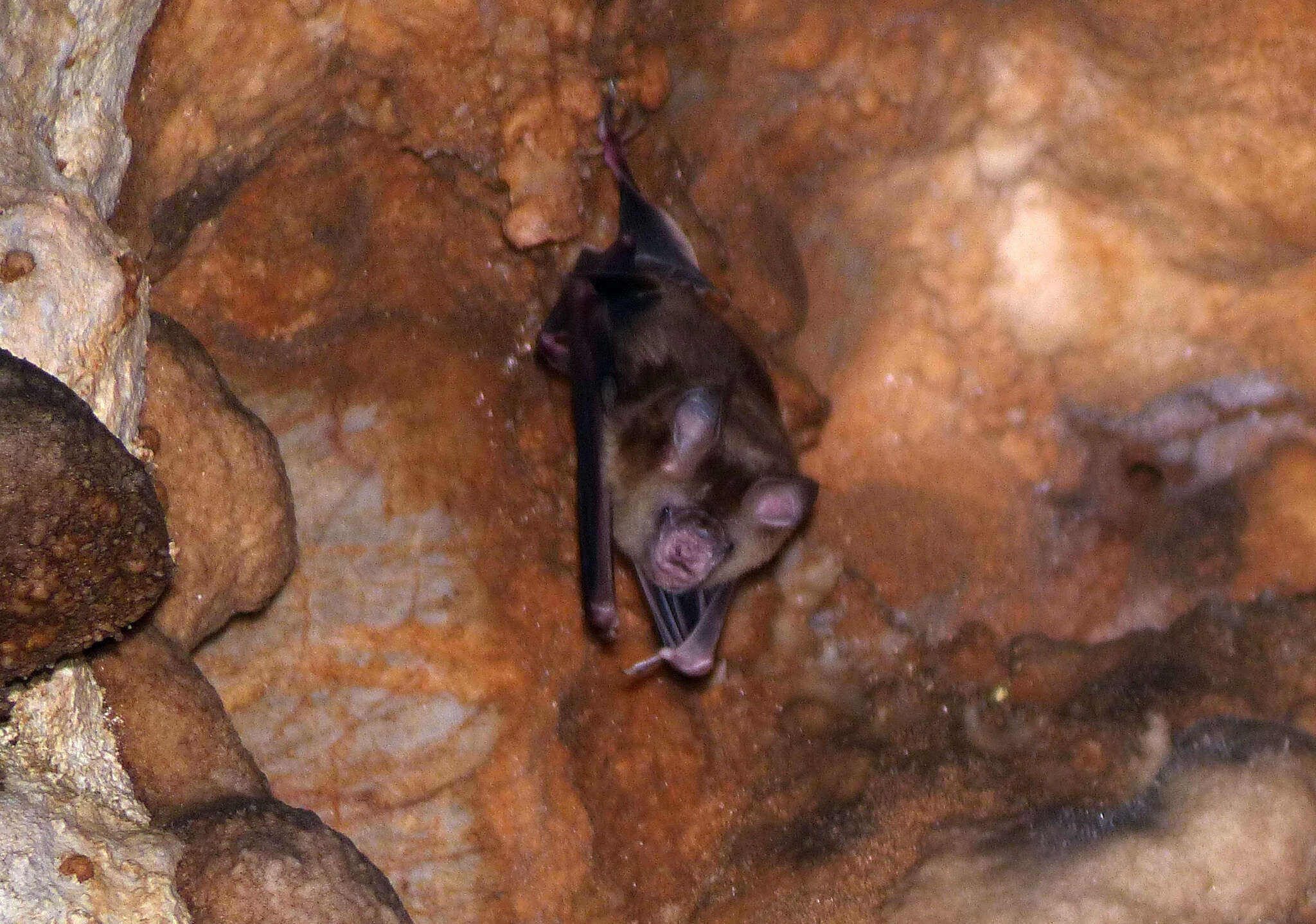 Image of Shield-faced Leaf-nosed Bat