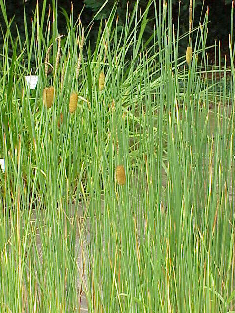 Image of graceful cattail