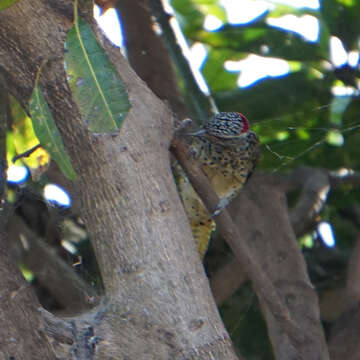 Image of Nubian Woodpecker