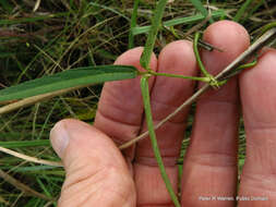 Слика од Vigna vexillata var. angustifolia (Schum. & Thonn.) Baker