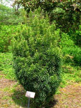 Plancia ëd Cephalotaxus harringtonii (Knight ex J. Forbes) K. Koch