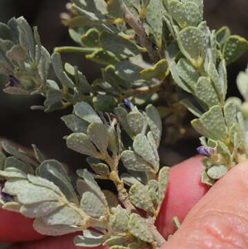 Psoralea velutina resmi