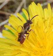 Nomada cuneata (Robertson 1903) resmi