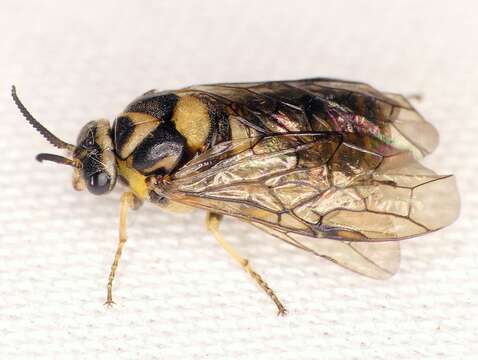 Image of European Spruce Sawfly