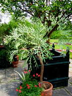 Image of Highveld Cabbage Tree