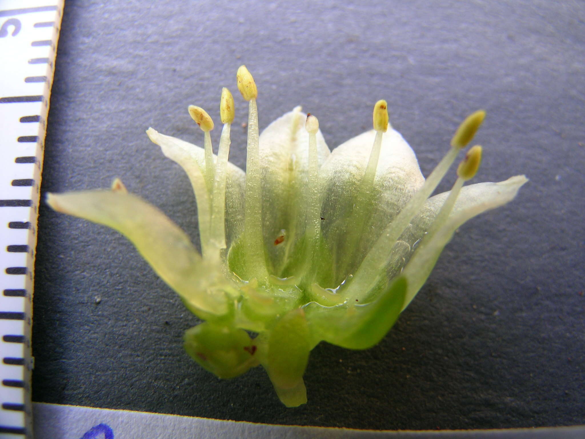 Sivun Sedum oregonense (S. Wats.) M. E. Peck kuva