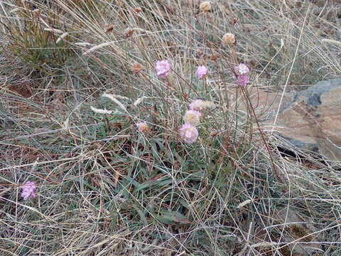 Image of Armeria arenaria subsp. arenaria