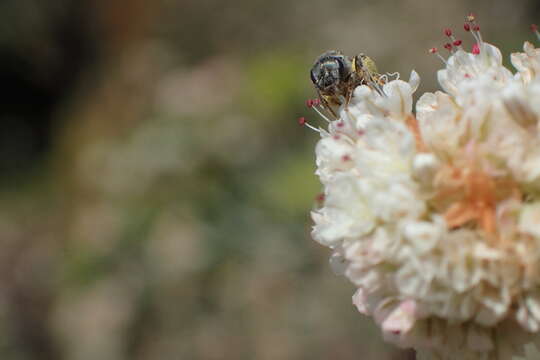 Image of Halictus tripartitus Cockerell 1895