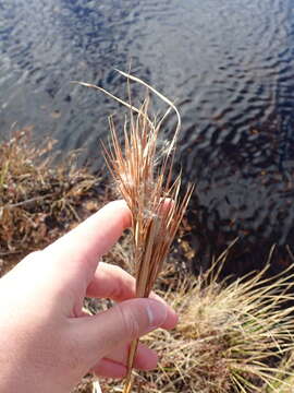 Image of bushy bluestem