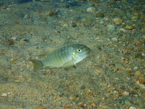 Image of Mbuna Fish