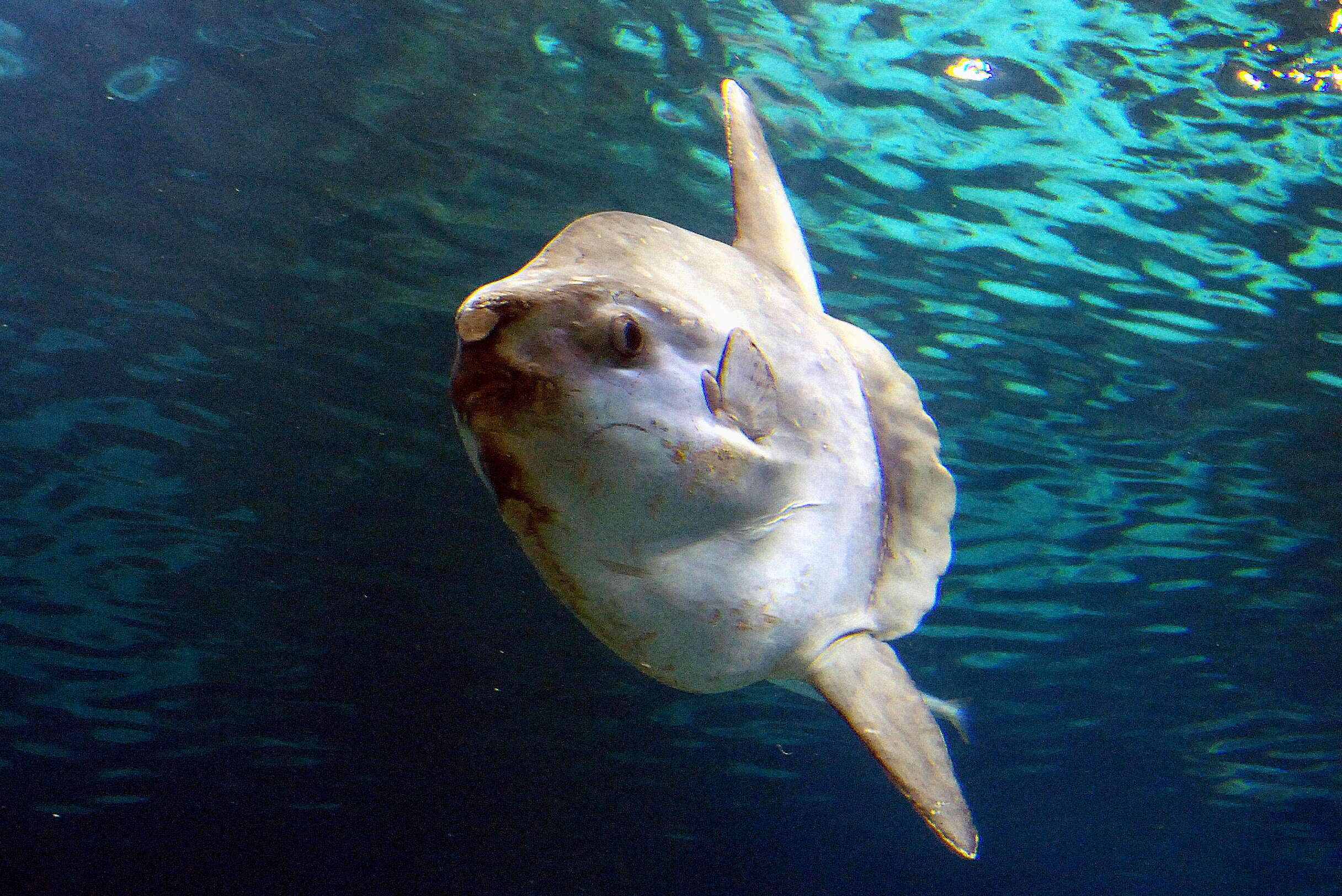 Image of Mola