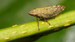 Image of Willow Froghopper