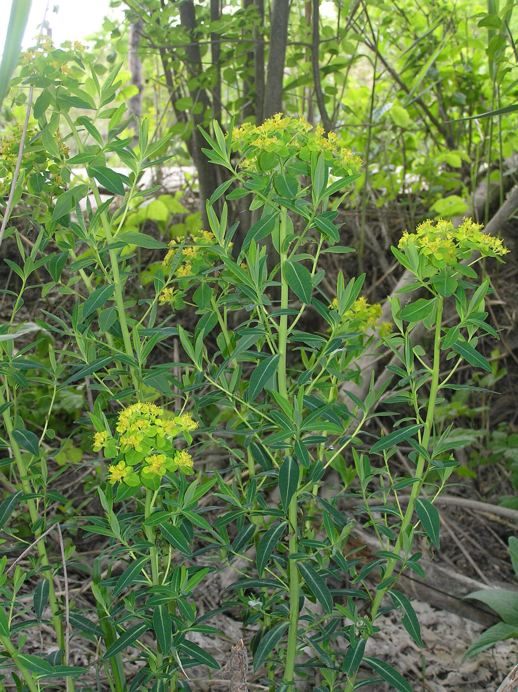 Image of Marsh Spurge