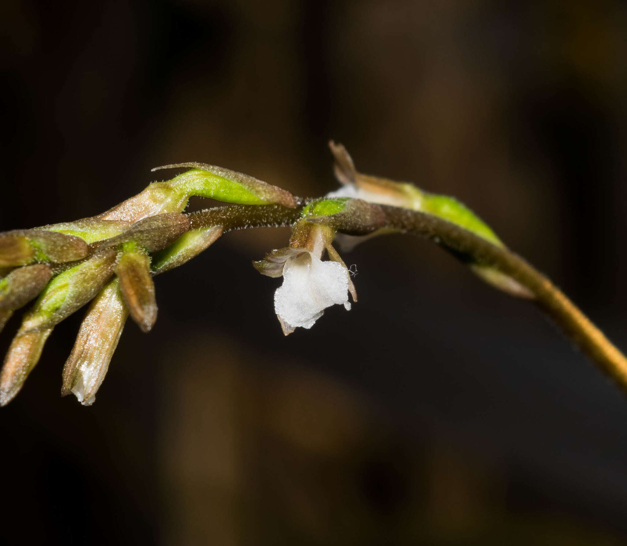 Image of Greenwoodiella micrantha var. garayana (R. González) Salazar & R. Jiménez