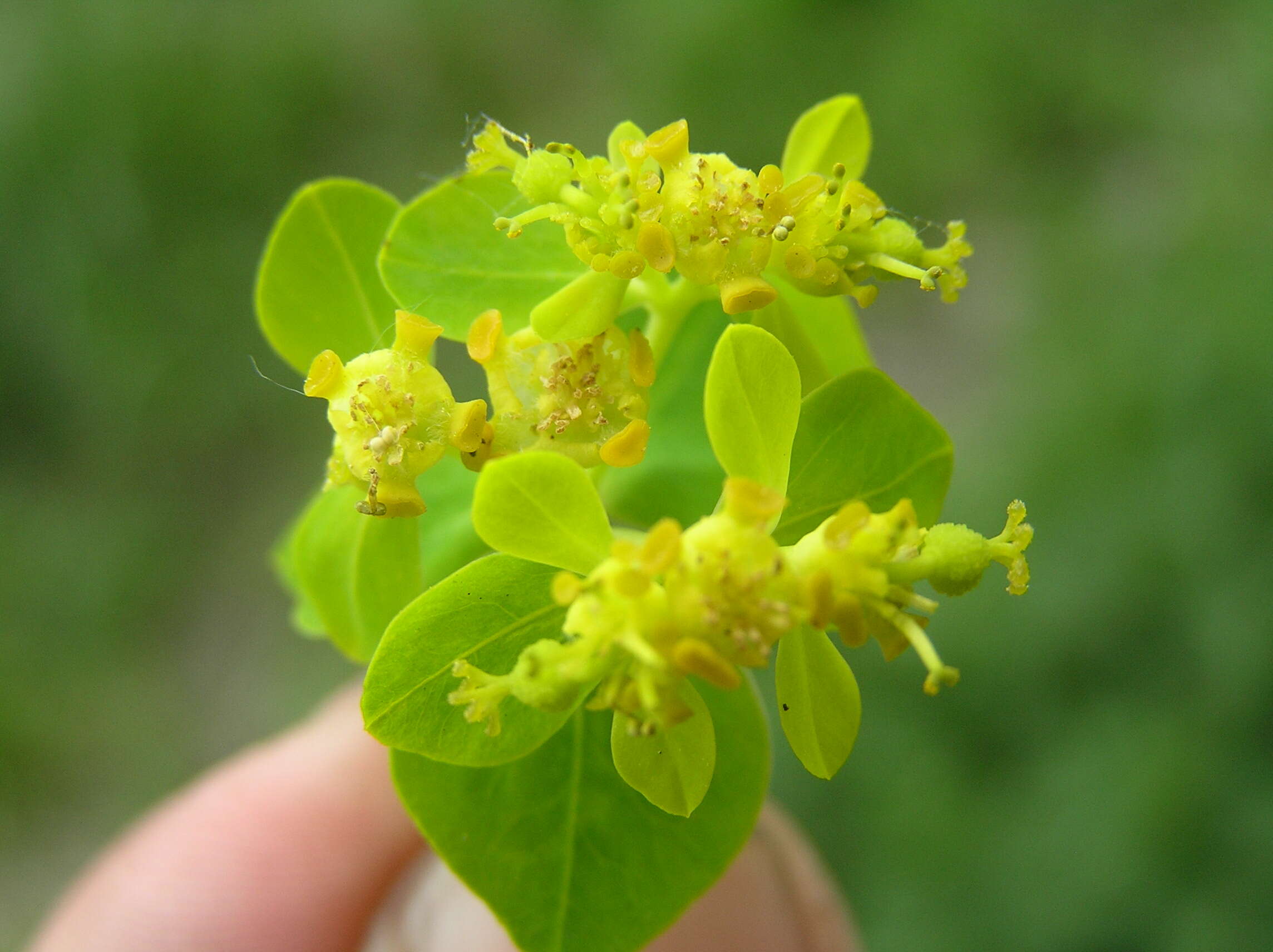 Image of Marsh Spurge