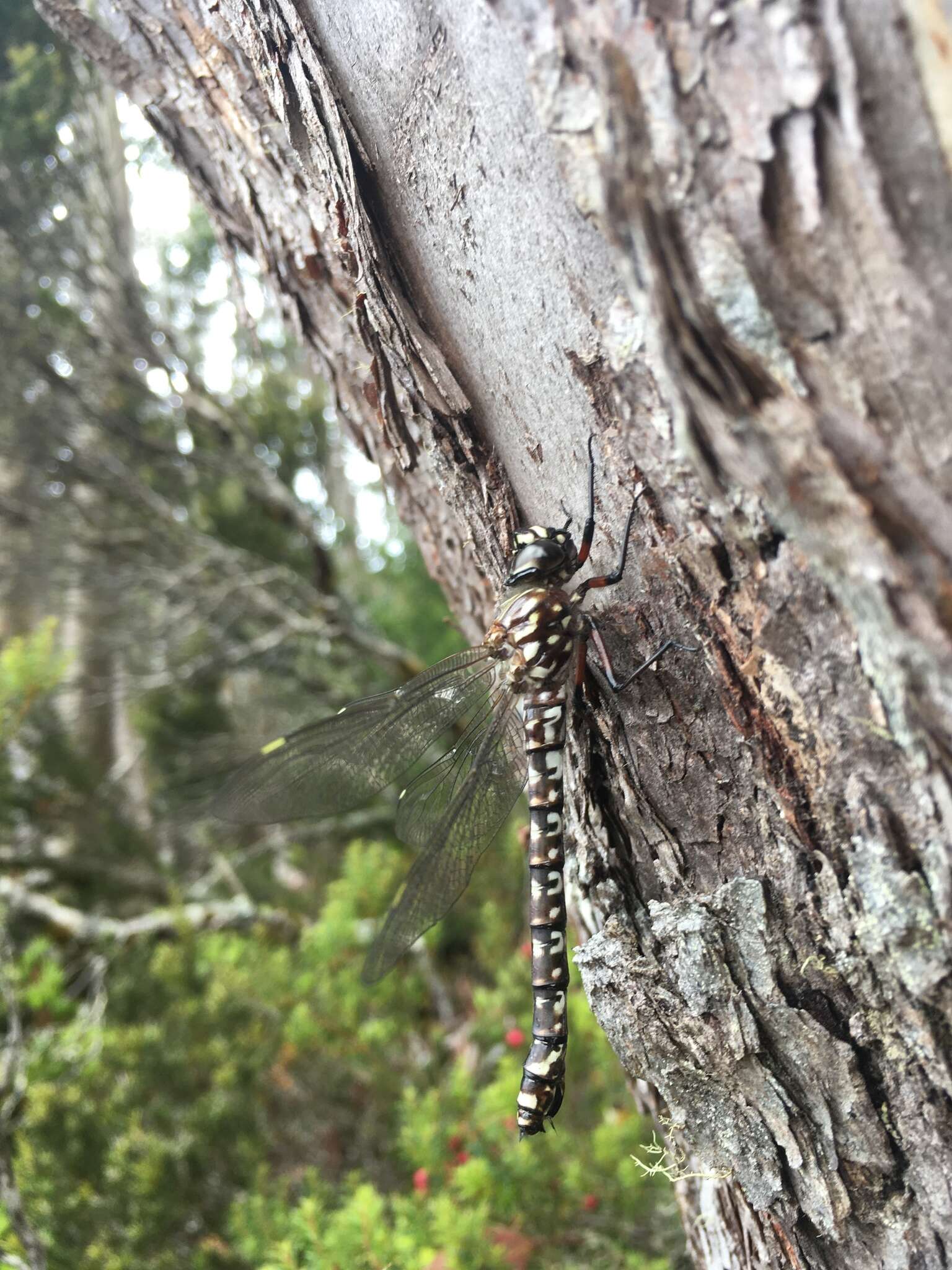 Image of Tasmanian Darner