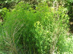 Image of Marsh Spurge