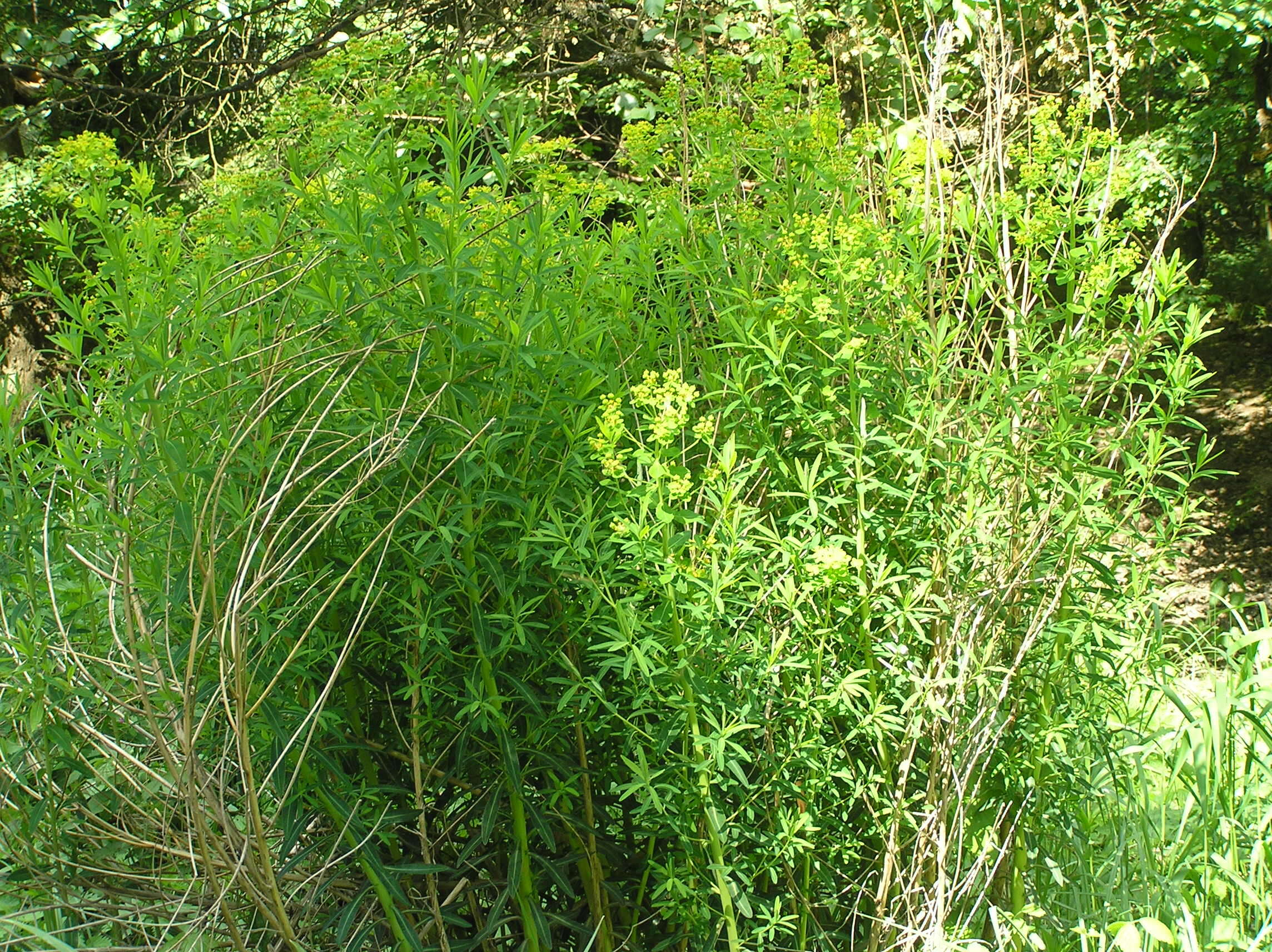 Image of Marsh Spurge