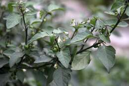 Image of black nightshade