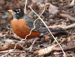 Image of American Robin