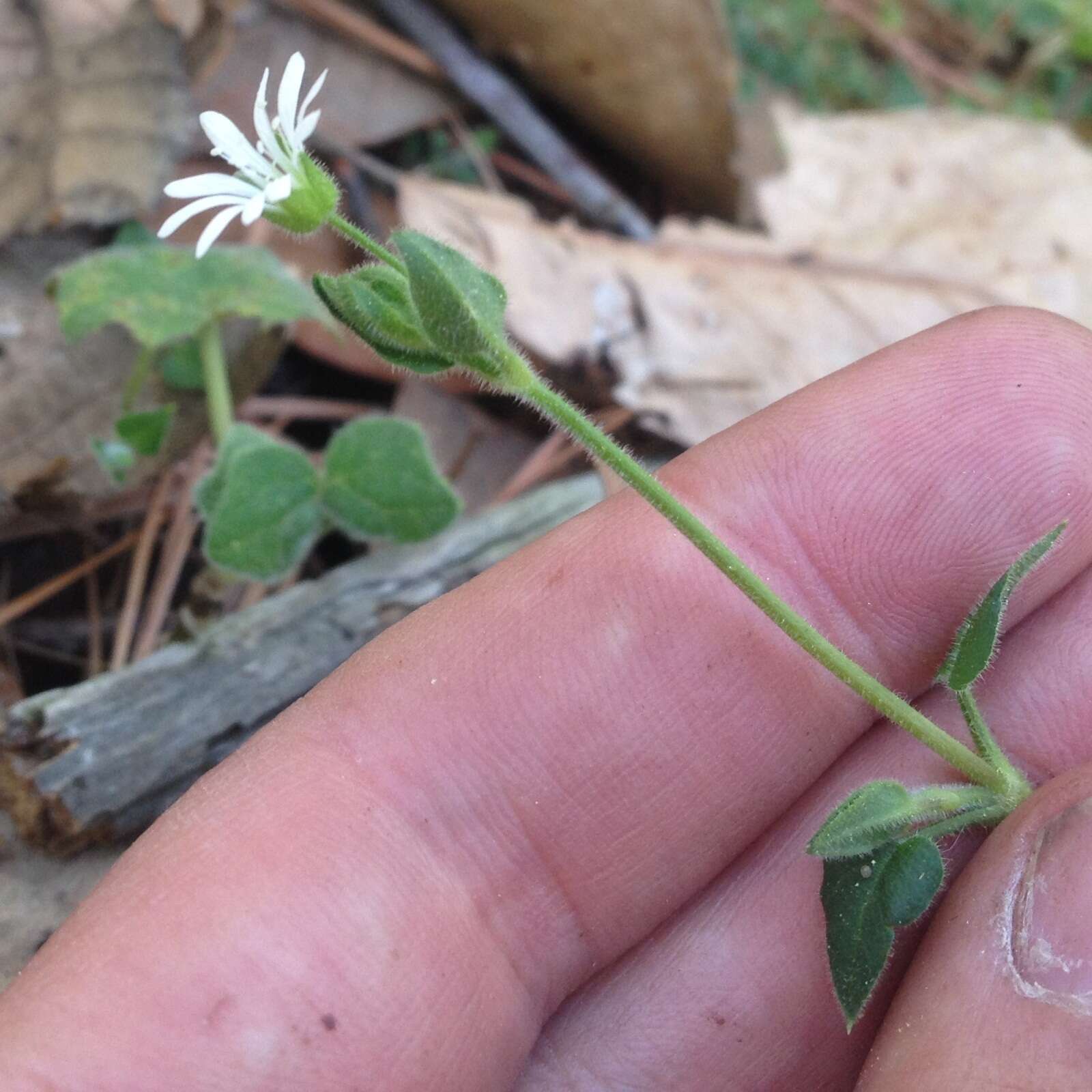 Imagem de Stellaria cuspidata Willd. ex Schltdl.