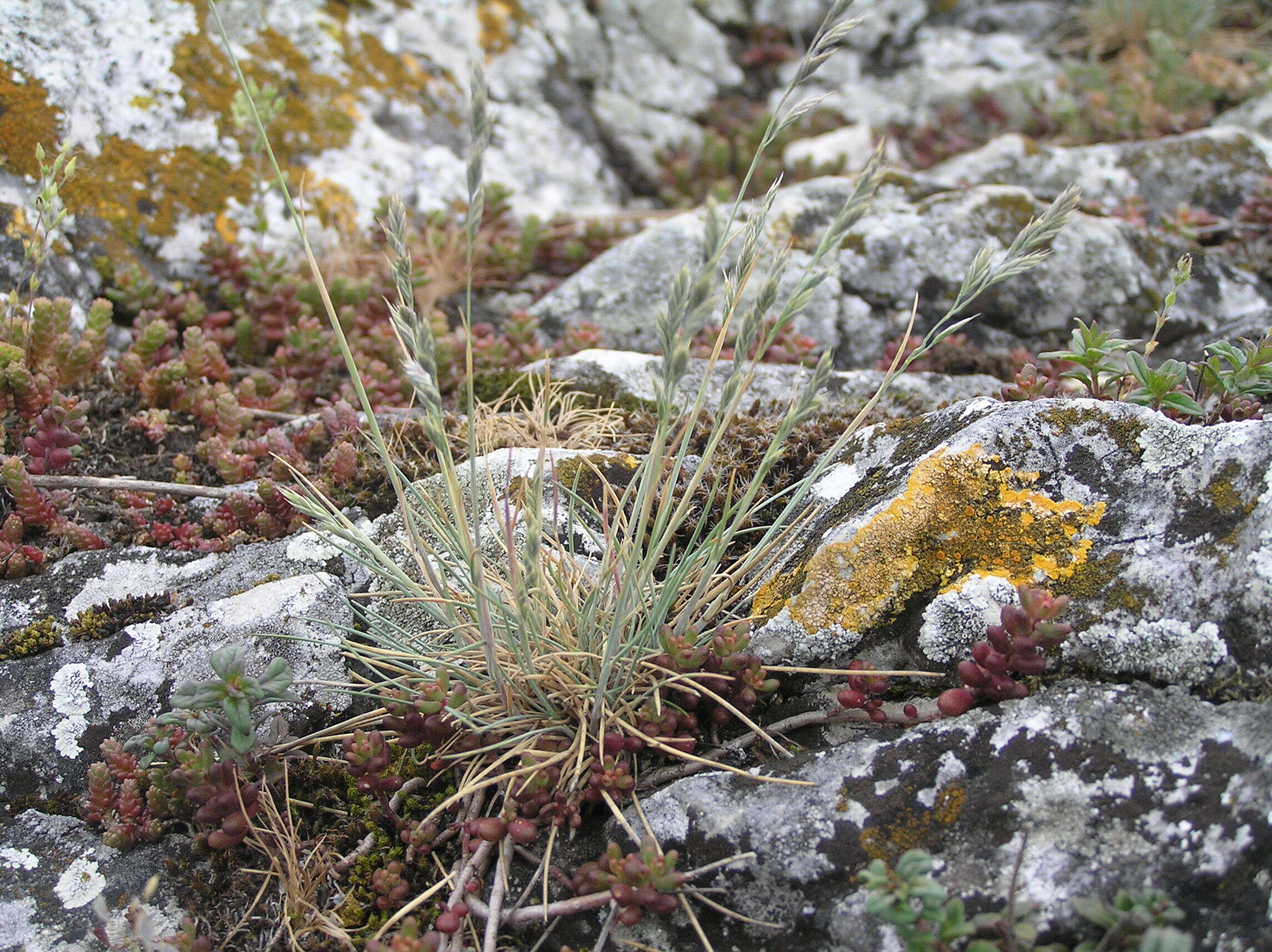 Слика од Festuca pallens Host