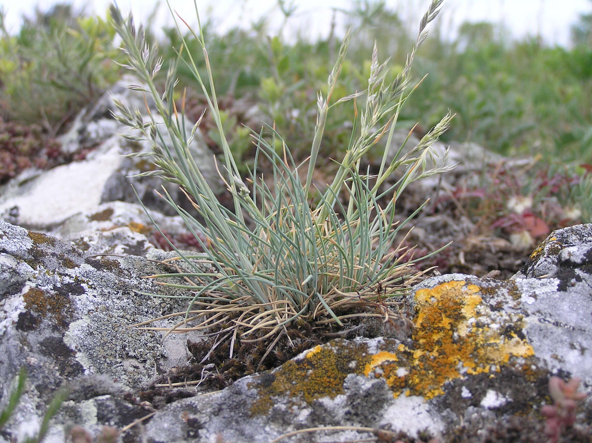 Plancia ëd Festuca pallens Host