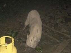 Image of Bearded Pig