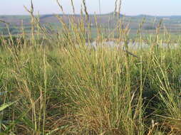 Image of Volga fescue