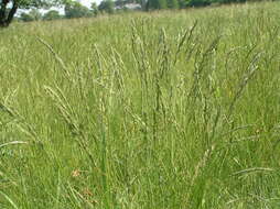 Image of Festuca rupicola Heuff.