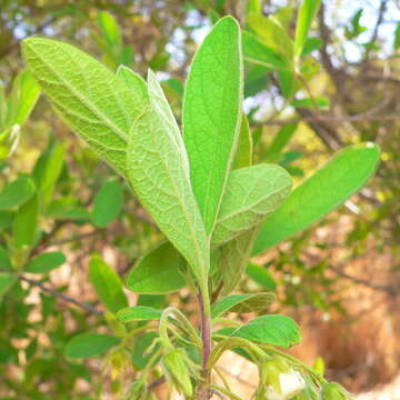 Image of Diospyros lycioides subsp. guerkei (Kuntze) De Winter