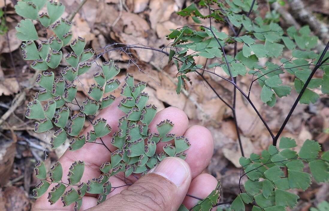 Image of Adiantum andicola Liebm.