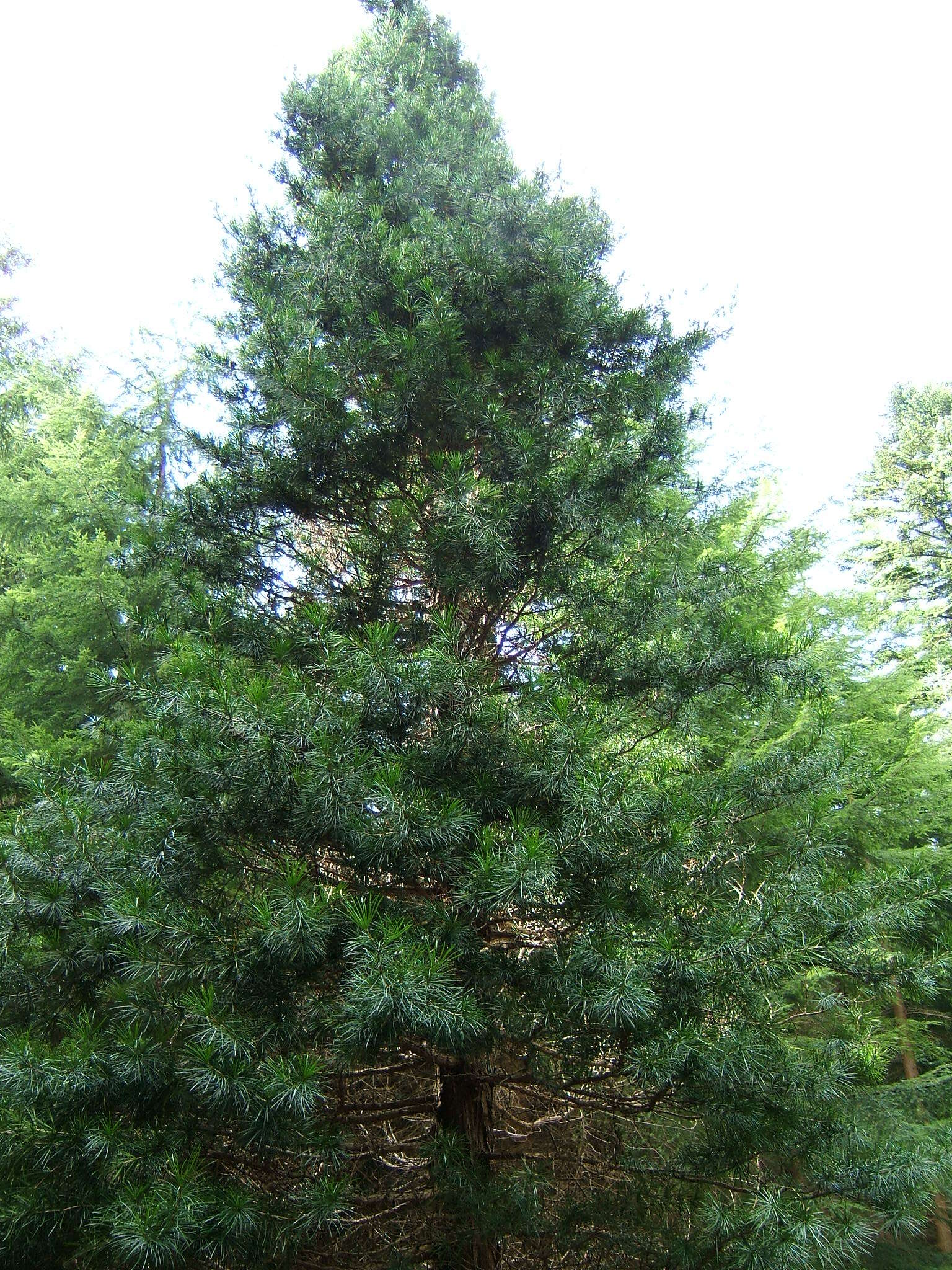 Image of umbrella-pine family