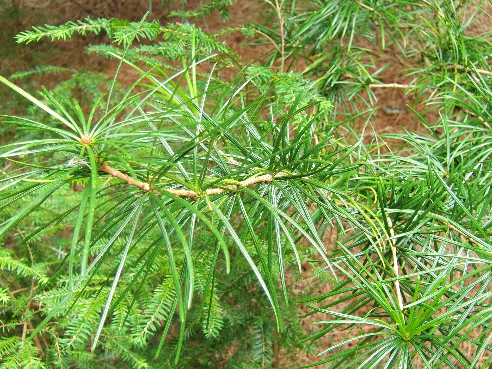 Image of umbrella-pine family