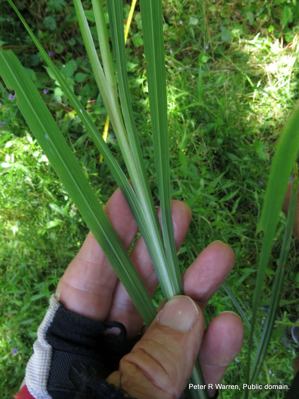 صورة Crocosmia aurea subsp. aurea