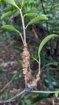 Image of Vaccinium emarginatum Hayata