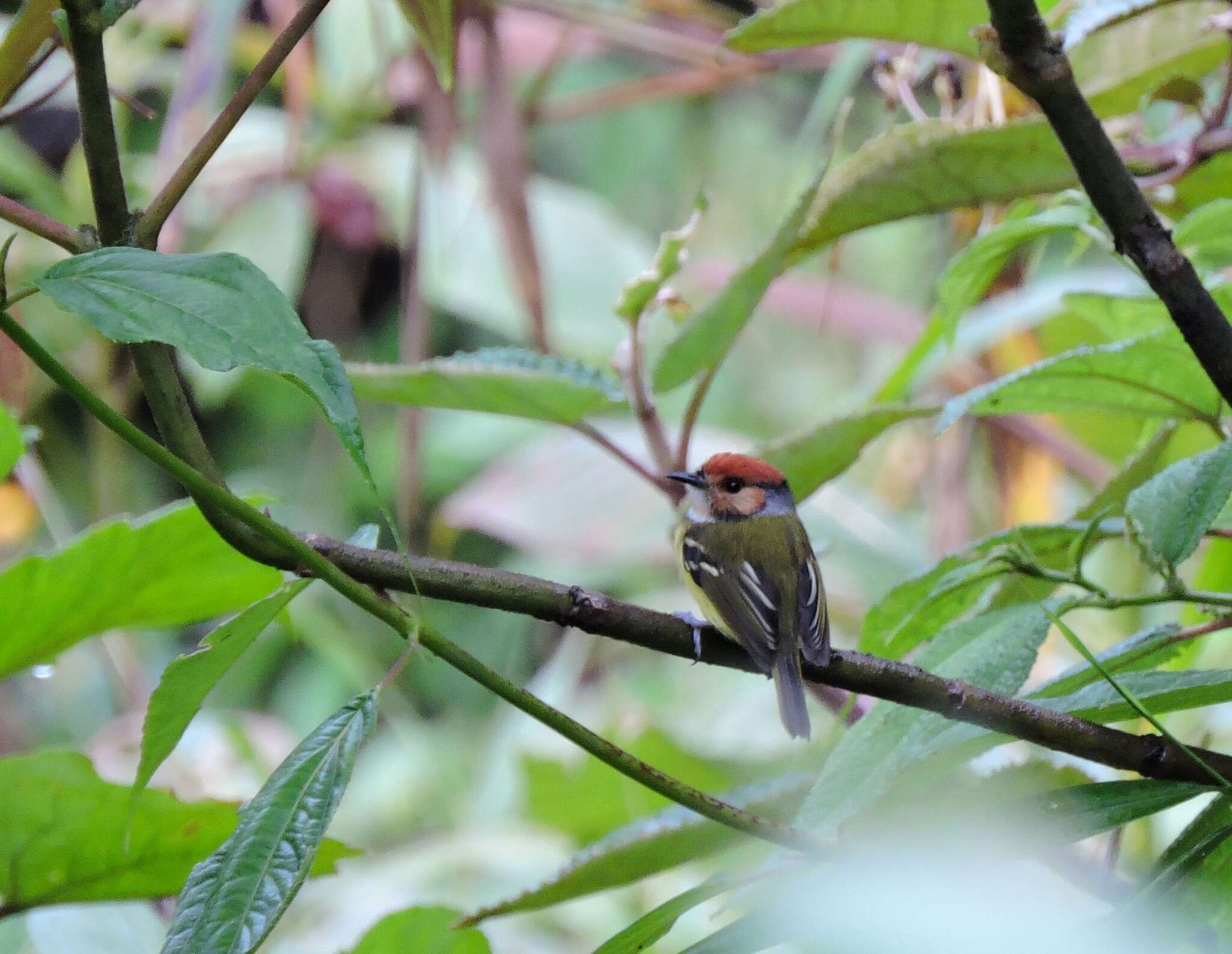 Image of Rufous-crowned Tody-Flycatcher