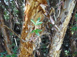 Image of Polylepis racemosa Ruiz & Pav.