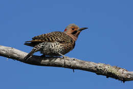 Image of Northern Flicker