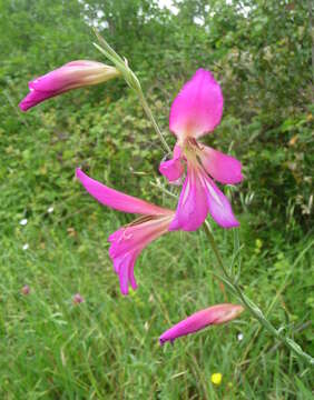 Image of Common Sword Lily