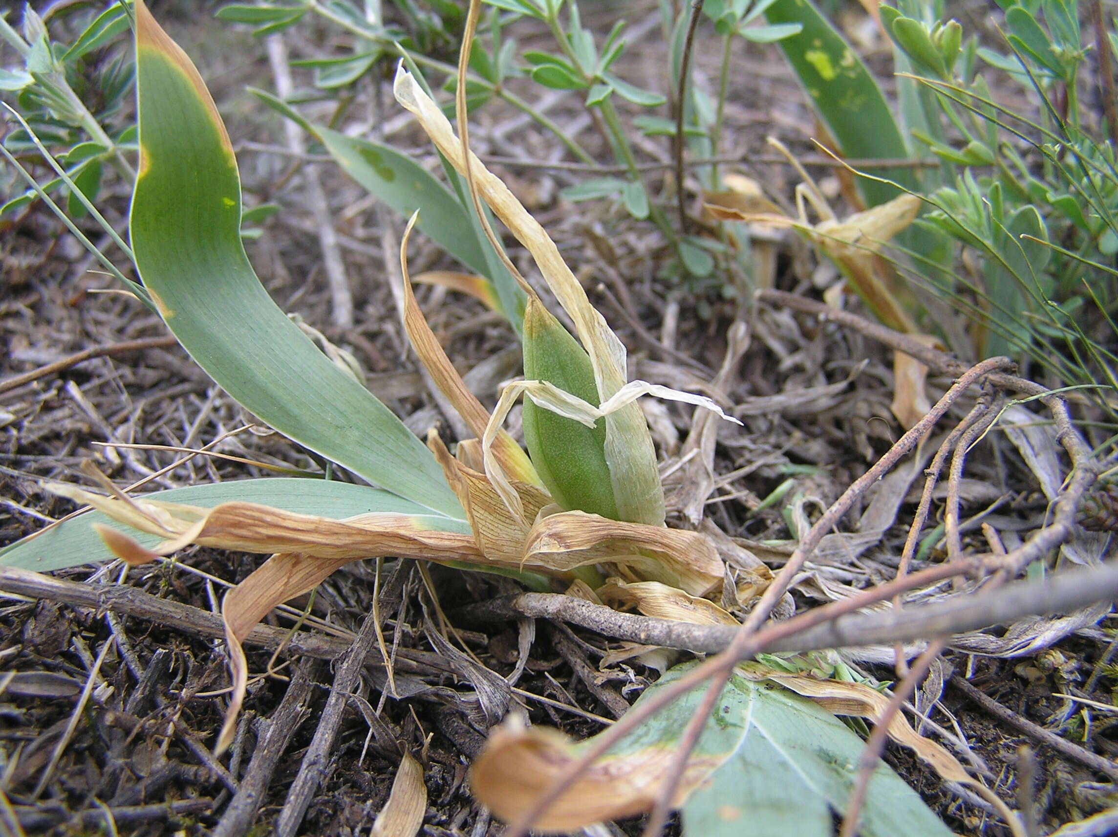 Plancia ëd Iris pumila L.