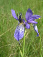 Image of German Iris