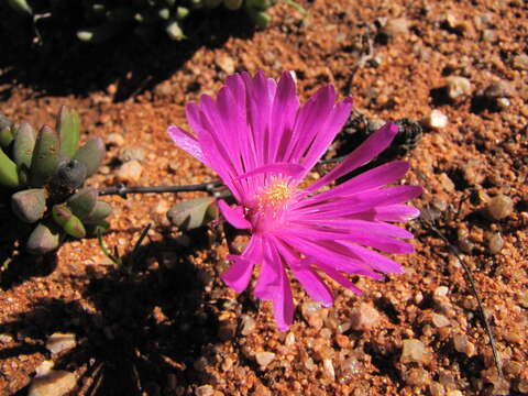 Imagem de Hallianthus planus (L. Bol.) H. E. K. Hartm.