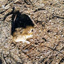 Image of Stephens's kangaroo rat
