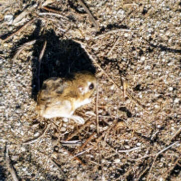 Image of Stephens's kangaroo rat