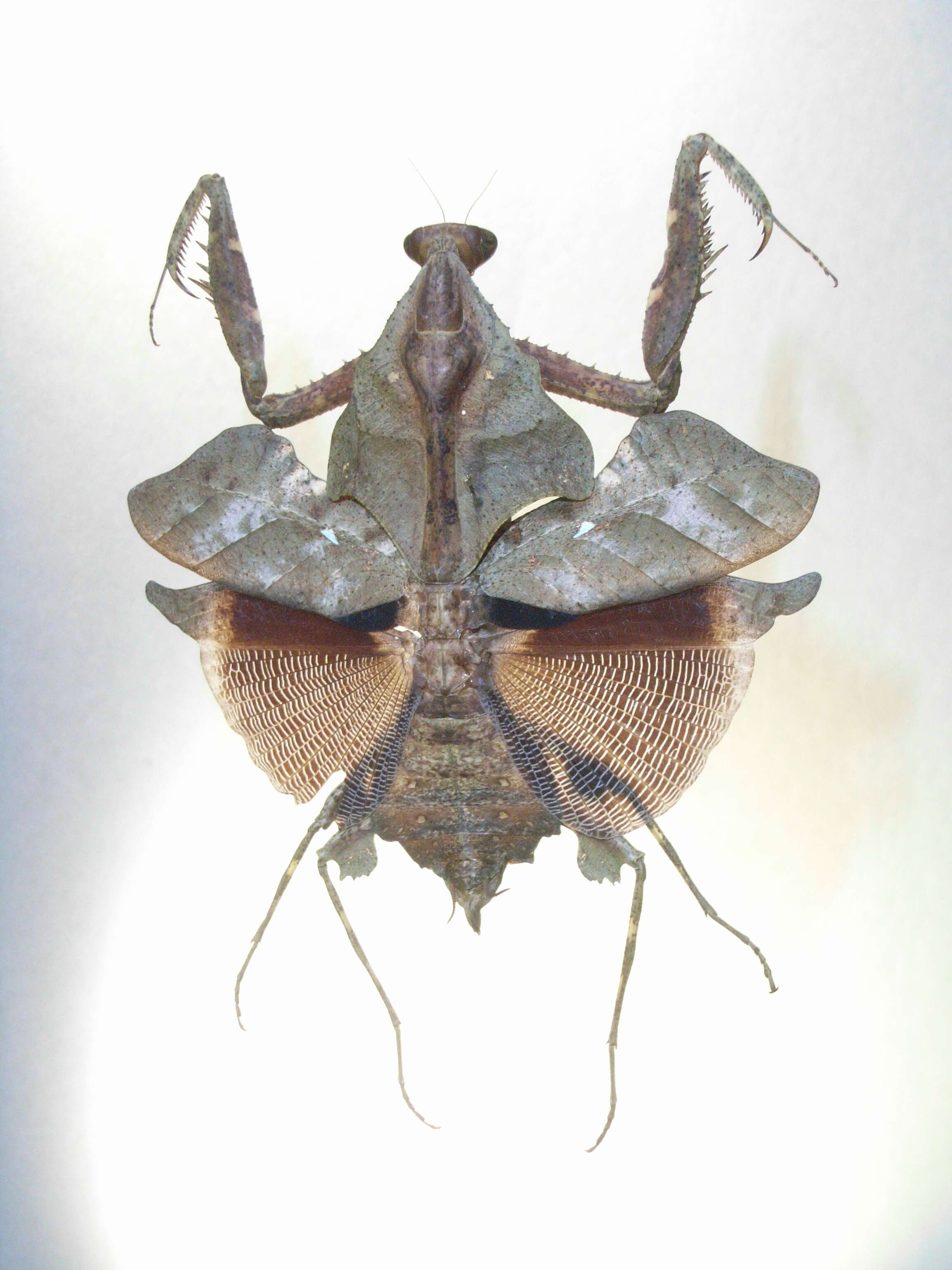 Image of Deroplatys truncata Guerin-Meneville 1843