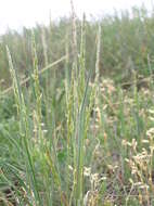Image of June grass