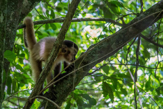 Image of Azaras’s Capuchin