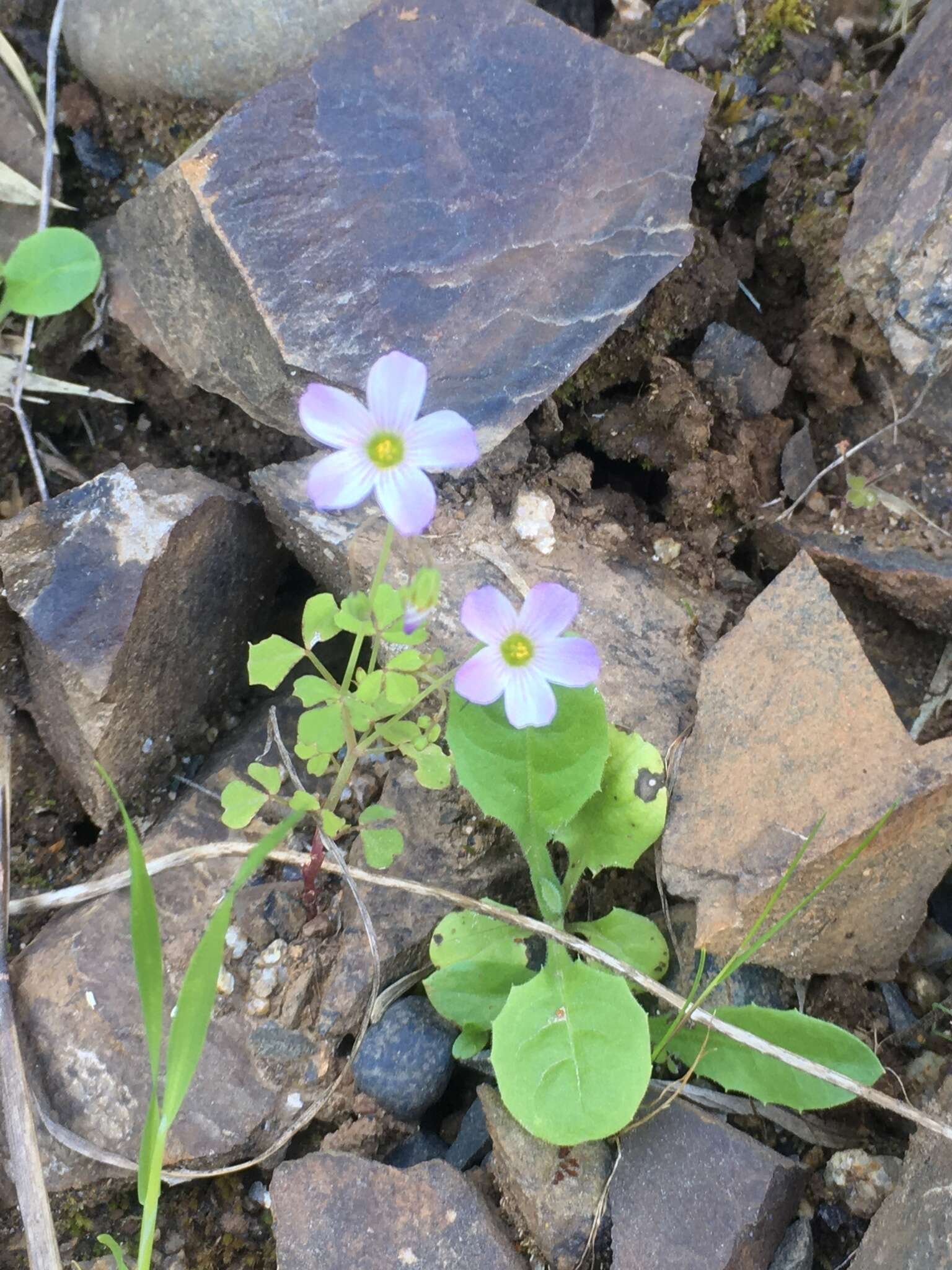 Imagem de Oxalis rosea Jacq.