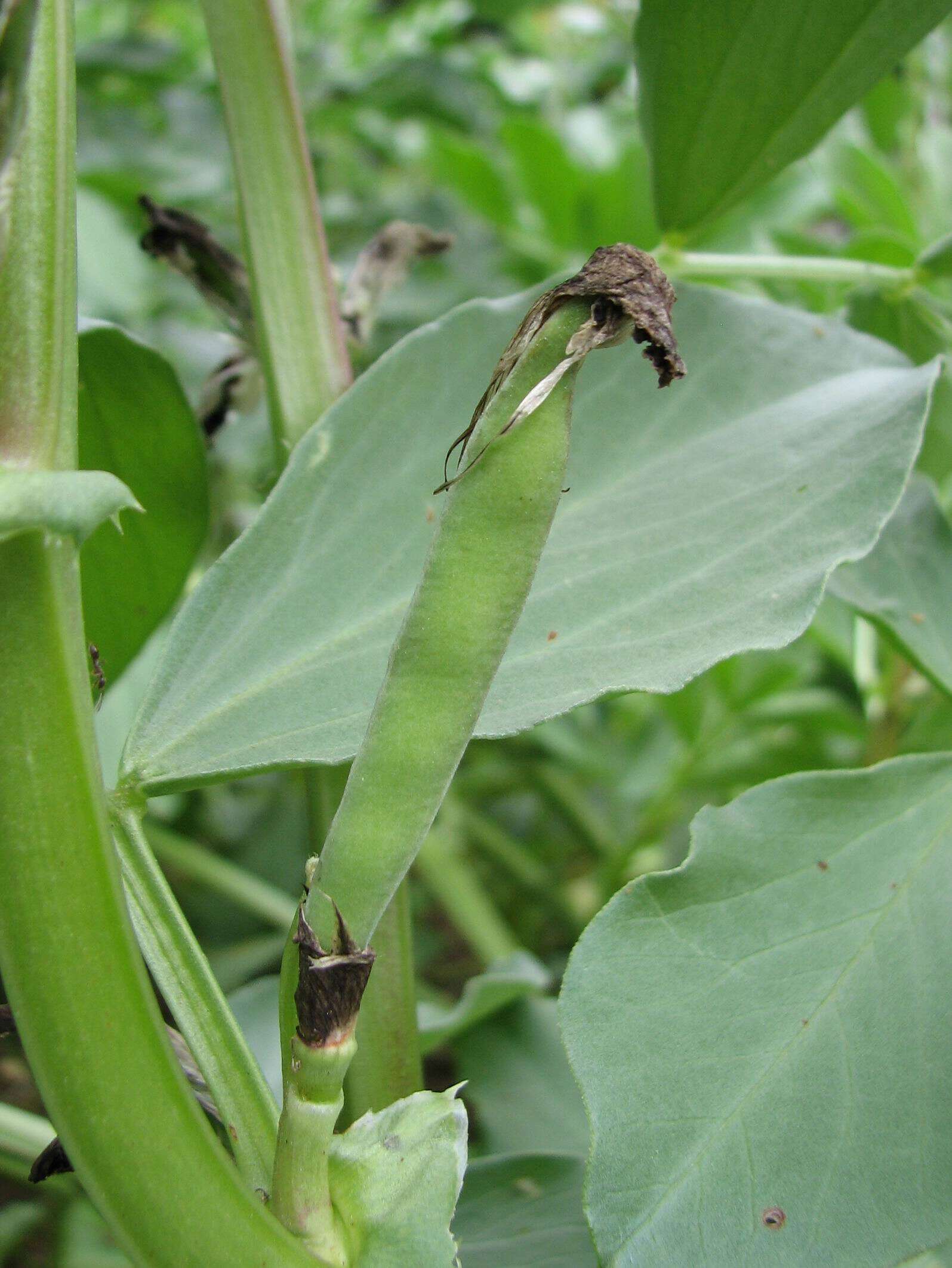 Image of Broad Bean